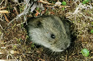 Sibiricus: Siberian Lemming - young pops out at the entrance