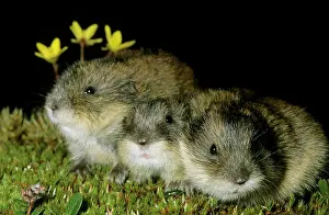 Siberia: Siberian Lemmings - Three young huddle together