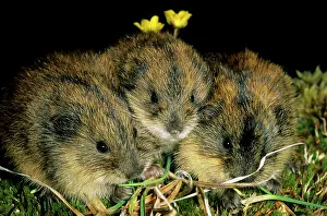 Siberia: Siberian Lemmings - Three young nibble grass and