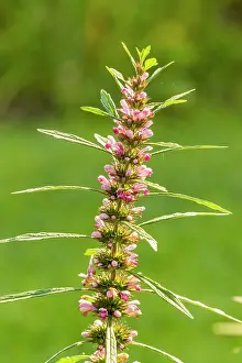 Sibiricus: Siberian motherwort (Leonurus sibiricus)