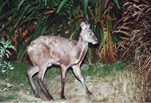 Musk: Siberian Musk DEER - male