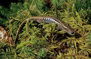 Keyserlingii: Siberian Salamander - adult; rare but typical in
