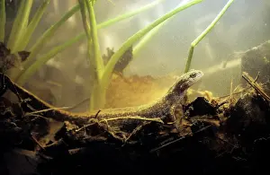 Puddles: Siberian Salamander - Adult; rare but typical in