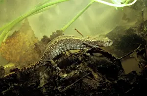 Puddles: Siberian Salamander - adult; rare but typical in