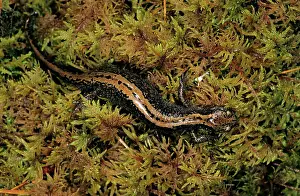 Puddles: Siberian Salamander - Adult; rare but typical in
