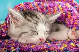 Blankets: Siberian or Siberian Forest Cat, kitten