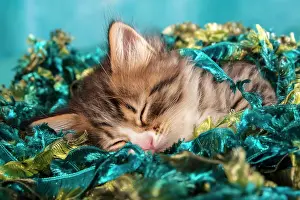 Cozy: Siberian or Siberian Forest Cat, kitten