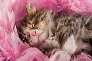 Cozy: Siberian or Siberian Forest Cat, kitten