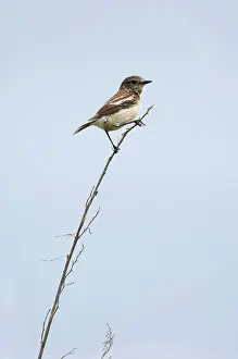 Maurus: Siberian Stonechat / Asian Stonechat - adult female