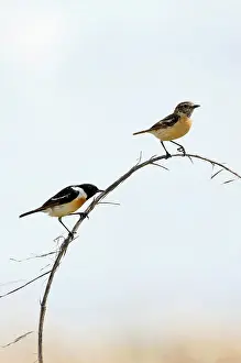 Maurus: Siberian Stonechat / Asian Stonechat - adult pair