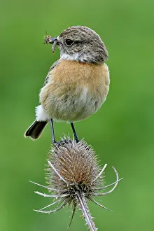Doubs: Siberian Stonechat (Saxicola torquata) female on