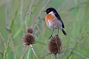Doubs: Siberian Stonechat (Saxicola torquata) male on a