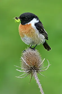 Doubs: Siberian Stonechat (Saxicola torquata) male on a