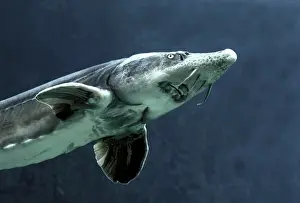 Sturgeon: Siberian Sturgeon - underwater