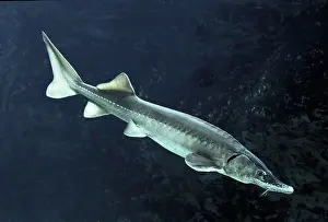 Sturgeon: Siberian Sturgeon - underwater