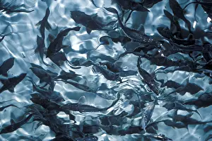 Multitudes: Siberian sturgeons France