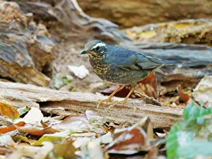 Vietnam: Siberian Thrush Geokichla sibirica Da Lat, Vietnam