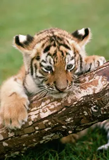 Endangerd: Siberian Tiger