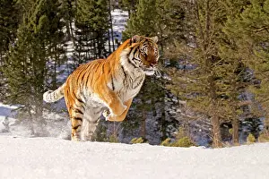 Altaica: Siberian Tiger
