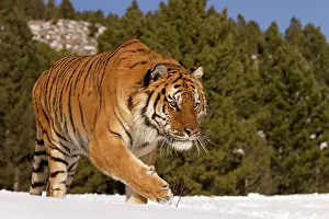 Altaica: Siberian Tiger