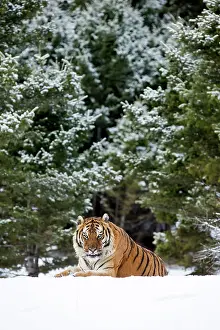 Altaica: Siberian Tiger adult in winter snow