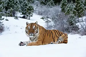 Altaica: Siberian Tiger adult in winter snow