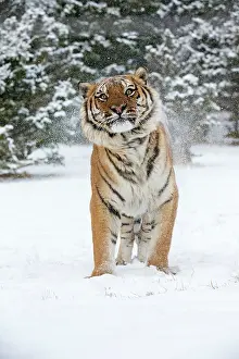 Altaica: Siberian Tiger adult in winter snow