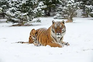 Altaica: Siberian Tiger adult in winter snow
