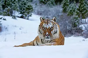 Altaica: Siberian Tiger adult in winter snow