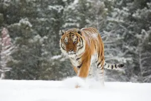 Altaica: Siberian Tiger adult in winter snow