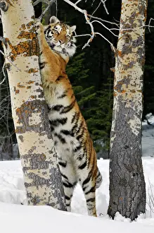 Siberian Tiger / Amur Tiger - marking tree with