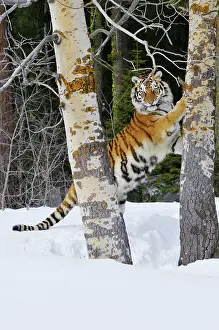 Clawing: Siberian Tiger / Amur Tiger - marking tree with