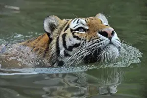 Amur: Siberian tiger, Amur tiger (Panthera tigris altaica)