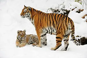 Amur: Siberian tiger, Amur tiger (Panthera tigris altaica)