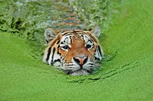 Amur: Siberian Tiger or Amur Tiger (Panthera tigris altaica)