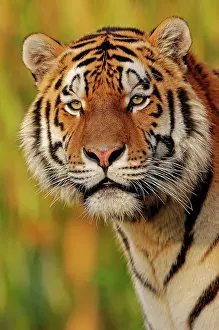 Amur: Siberian Tiger or Amur Tiger (Panthera tigris altaica)