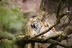 Predatory Cats: Siberian tiger or Amur tiger (Panthera tigris altaica) lying