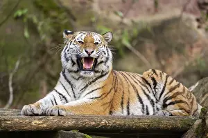 Section: Siberian tiger or Amur tiger (Panthera tigris altaica) lying on the ground