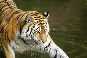 Bottom: Siberian tiger or Amur tiger (Panthera tigris altaica) walking on the ground