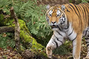 Heavy: Siberian tiger or Amur tiger (Panthera tigris altaica) walking on the ground in autumn
