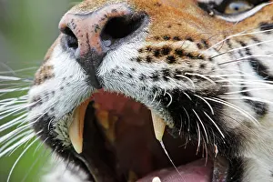 Olfactory: Siberian Tiger - close up with Jacobson's organ