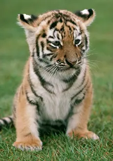 Endangerd: Siberian Tiger - Cub