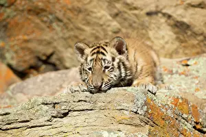 Altaica: Siberian Tiger cub