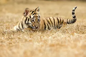 Altaica: Siberian Tiger cub