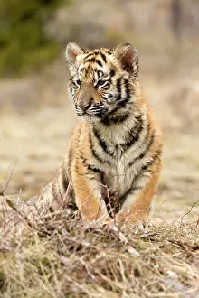 Altaica: Siberian Tiger cub