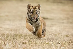 Altaica: Siberian Tiger cub