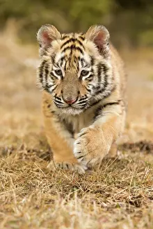 Altaica: Siberian Tiger cub
