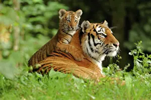 Amur: Siberian Tiger - with cub