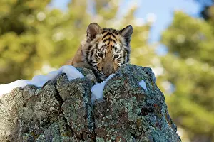 Altaica: Siberian Tiger cub in the snow