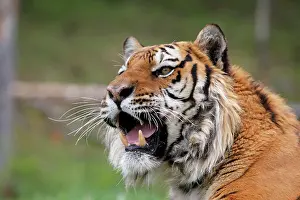 Olfactory: Siberian Tiger - with Jacobson's organ, which is
